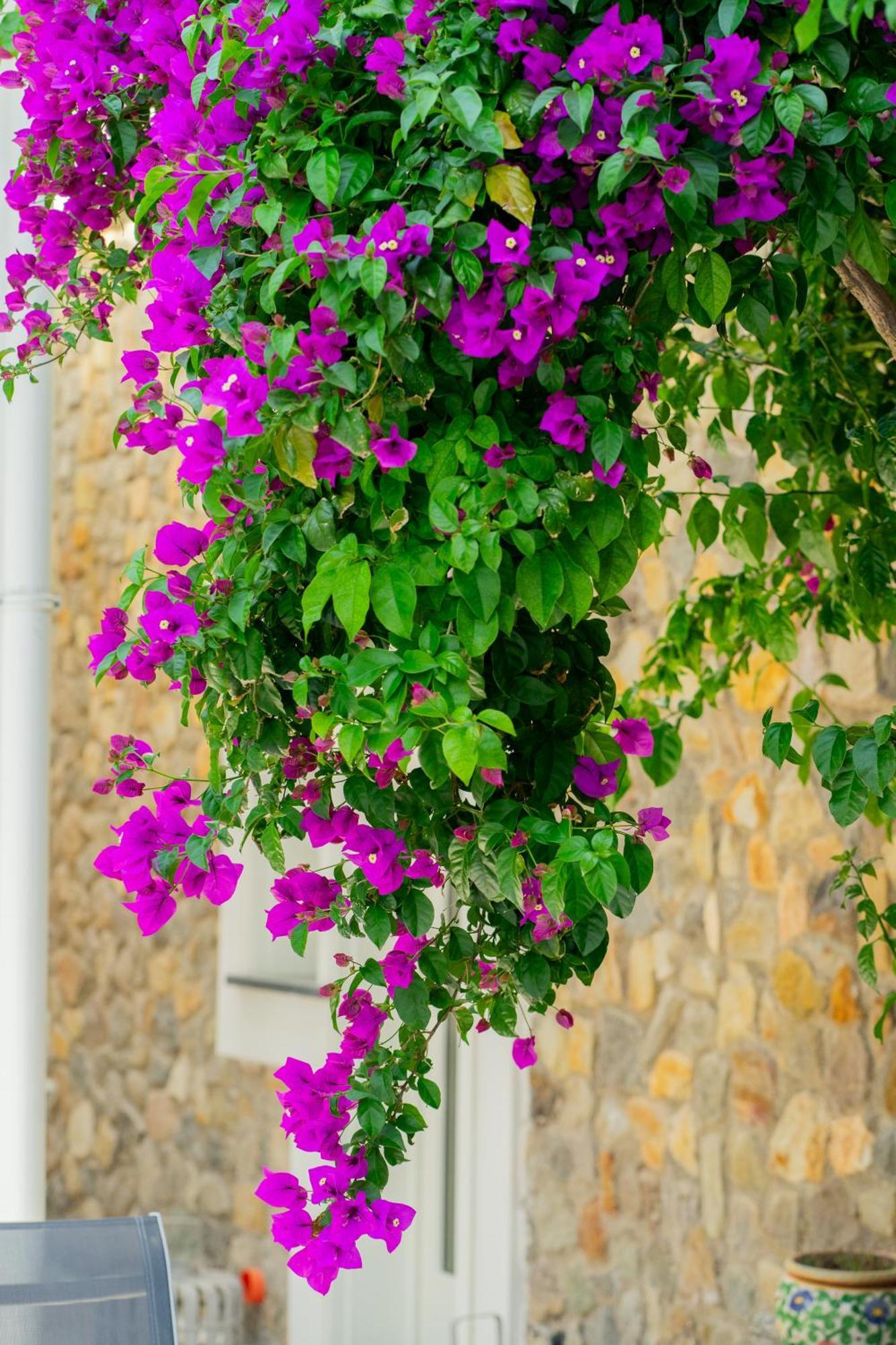 Villa Acacia Ponza Exterior foto